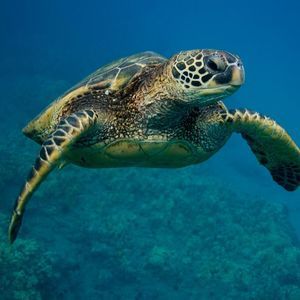 Meet your Posher, Eddie